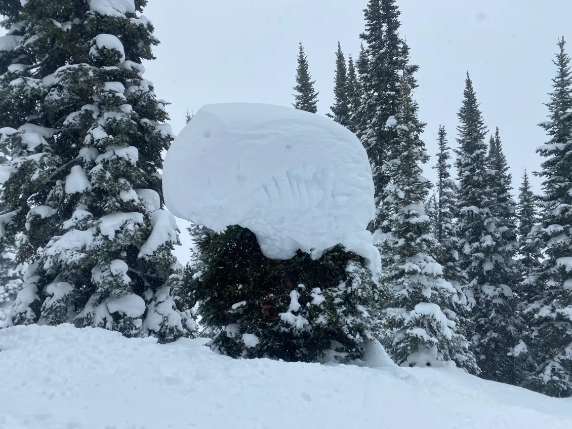 overloaded tree at jackson hole in wyoming