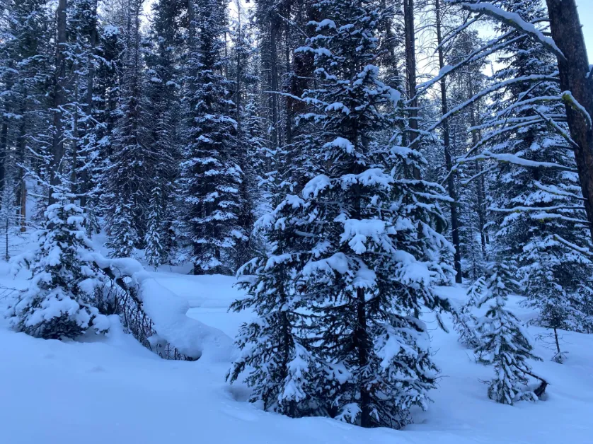 trees at jackson hole