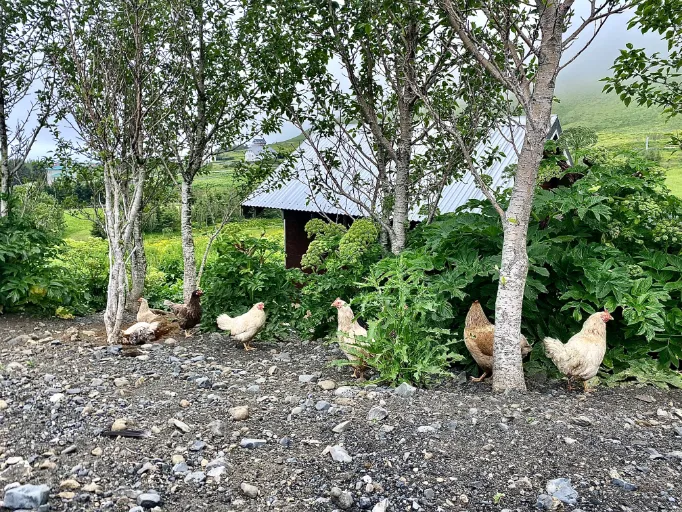 chickens in Vik chickens in Vik