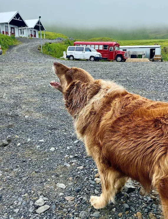 happy dog in Vik happy dog in Vik