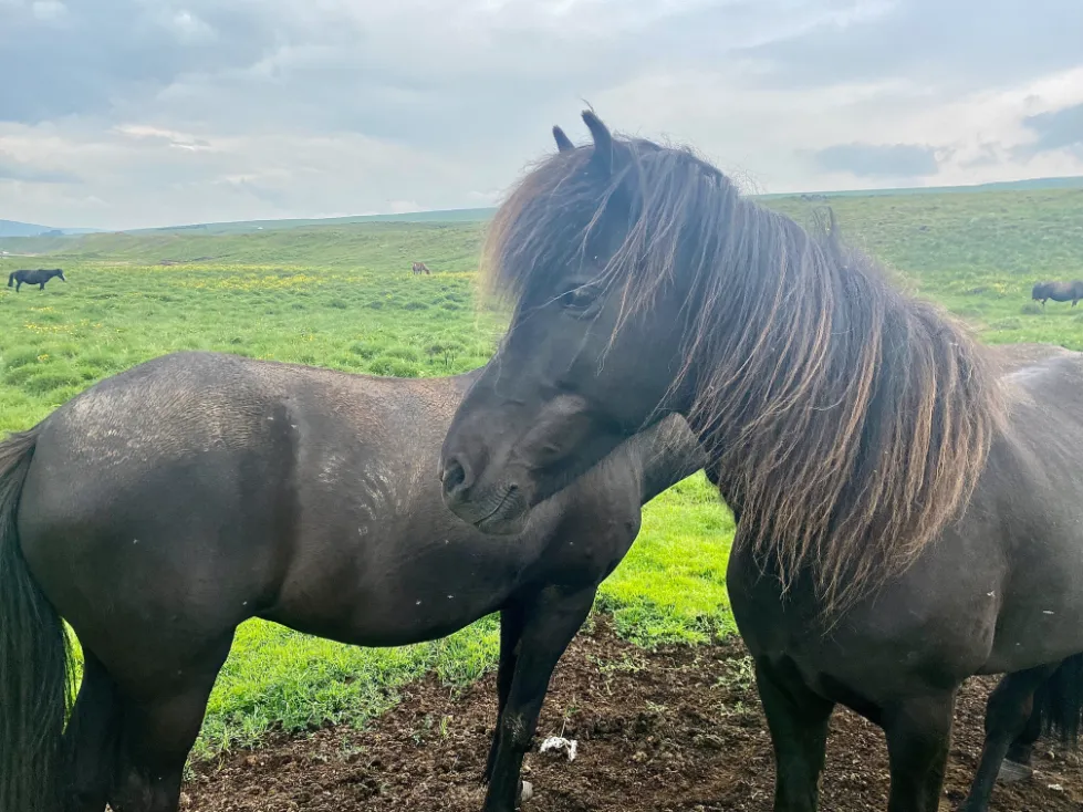 horses f 35 horses f 35