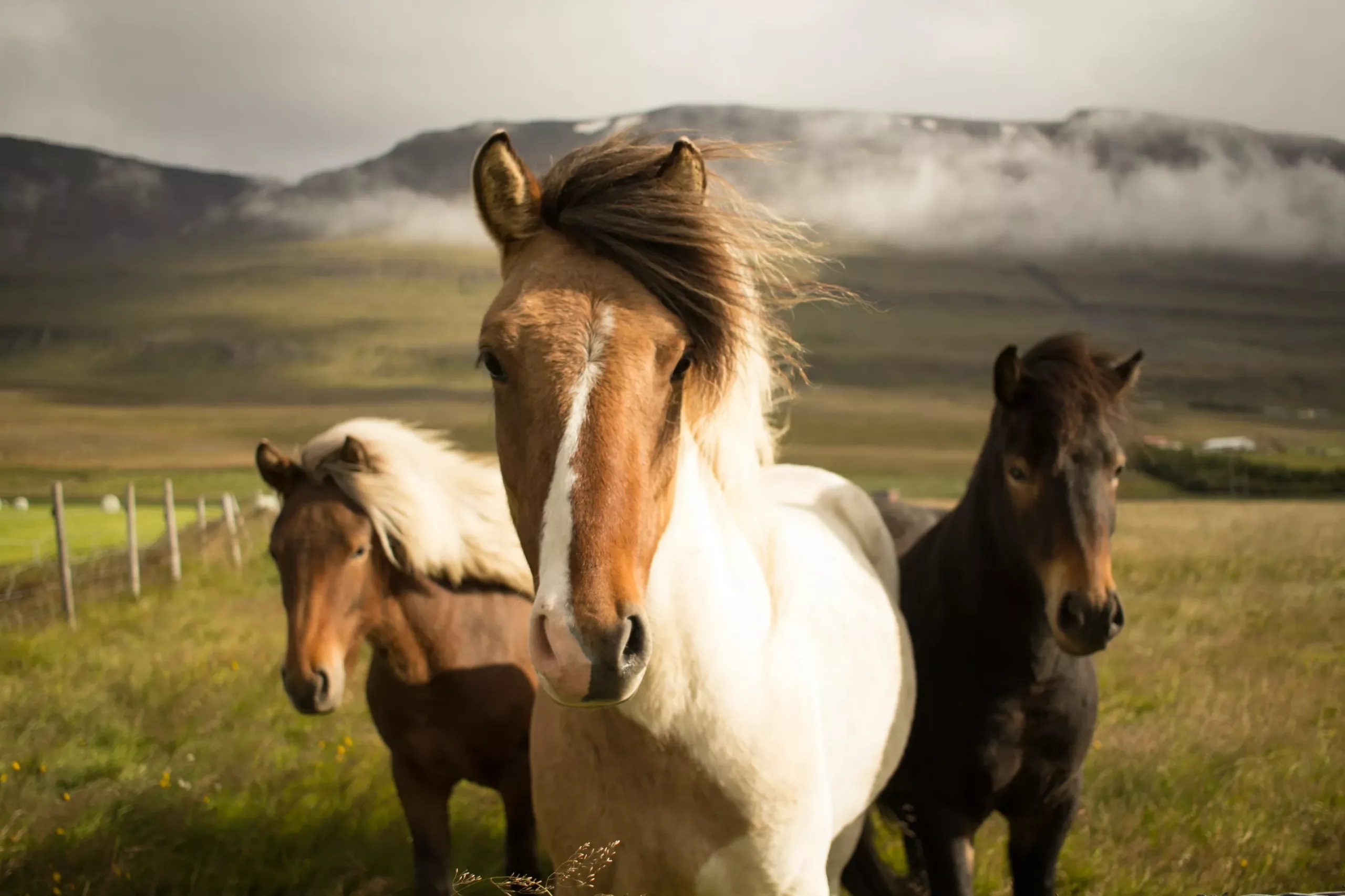 horses in iceland