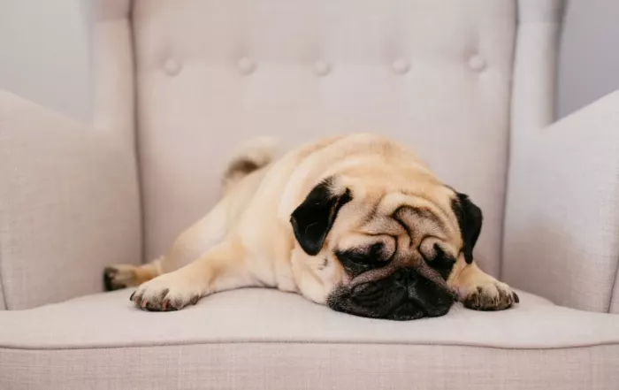 snooze
